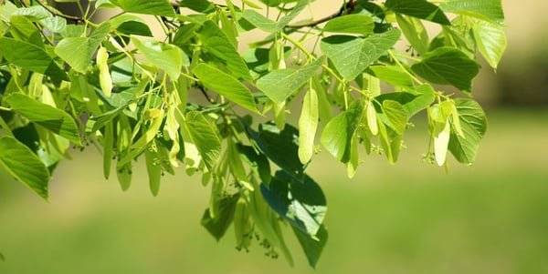 Zveme vás k účasti na dobrovolnické akci Ukliďme svět, ukliďme Česko, ukliďme Pošembeří se zaměřením na úklid veřejných prostor v naší obci. Akce je spolufinancována Evropskou unií a její součástí je poskytnutí pytlů na úklid a rukavic pro všechny účastníky.     V rámci dobrovolnické akce "Ukliďme Pošembeří" vypisujeme tradičně dva termíny pro společný úklid obce. První proběhne v sobotu 21. března a druhý v sobotu 11. dubna 2026. Cílem je uklidit nepořádek v našem okolí a nelegálně vzniklé černé skládky. Materiál - plastové pytle a rukavice si budete moci vyzvednout v den konání akce od 9:00-9:30 před budovou Úřadu městysu Škvorec. Uklízet můžete samozřejmě i individuálně, kdy se vám to hodí. Pytle a ochranné pomůcky jsou během úředních hodin k vyzvednutí na podatelně městysu Škvorec. Nasbírané zavázané pytle s odpadem, prosím, vyfoťte a pošlete našemu technickému pracovníkovi s udáním přesné polohy na telefonní číslo: 722 497 632. Odpad bude následně odvezen. Děkujeme, že vám není stav našeho okolí lhostejný.