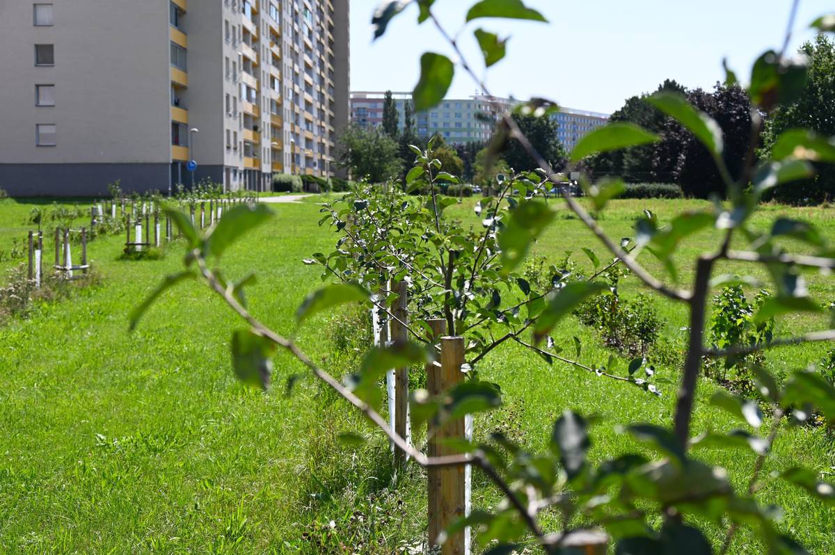 📍 Ovocný sad v ulici Na Potoce v blízkosti Benešovy třídy na Moravském Předměstí čeká s příchodem jara dokončovací výchovný řez. Ten je důležitý pro správný růst mladých stromů a jejich budoucí úrodu. Zájemci se navíc mohou přijít podívat, jak taková péče o mladé ovocné stromy probíhá v praxi. 📍 Názorná ukázka řezu pro veřejnost se uskuteční v úterý 17. března od 14.00 přímo v sadu. Odborník z Výzkumného a šlechtitelského ústavu ovocnářského Holovousy ukáže, jak správně zastřihnout a pečovat o mladé ovocné stromy. 📍 Ovocný sad se v loňském roce rozšířil o dalších 15 stromů a 70 keřů. K dosavadním stromům přidali pracovníci Technických služeb Hradec Králové spolu se zástupci Výzkumného a šlechtitelského ústavu ovocnářského Holovousy například slivoně, jabloně, hrušně a třešně, z keřů pak aronie, angrešt nebo černý rybíz. Cílem sadu je nabídnout prostor pro odpočinek a možnost zajít si pro čerstvé ovoce do sadu, seznámit veřejnost s různými druhy ovocných stromů a keřů a zlepšit klima na Moravském Předměstí.