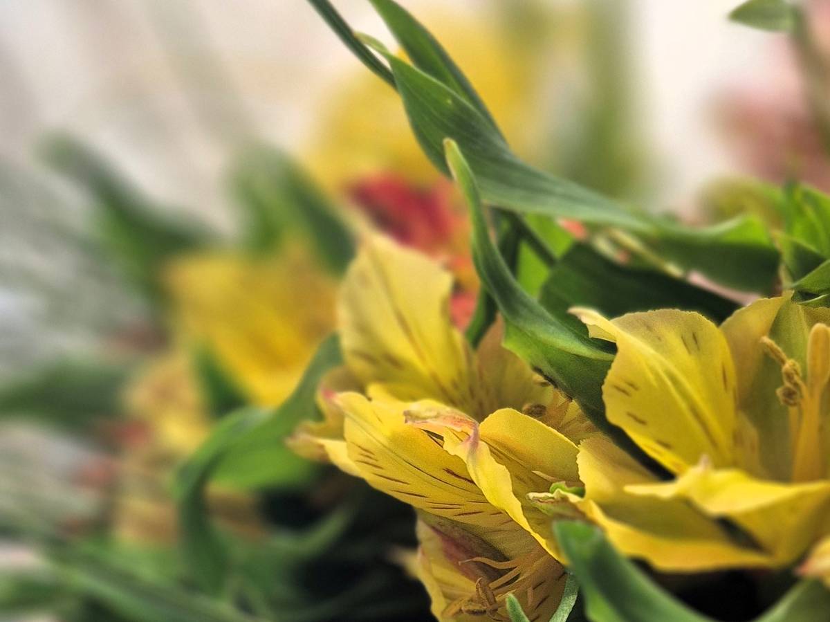 U příležitosti Mezinárodního dne žen vyrazili starosta města Benešov Jaroslav Hlavnička spolu s místostarosty Jakubem Hostkem a Romanem Tichovským osobně popřát zaměstnankyním městského úřadu i dalších městských organizací.