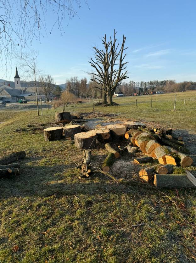 Obec Ženklava prodává dřevo - lípa, cca 2 m³, celkem za 1.500 Kč. Zájemci volejte: 602 521 518.