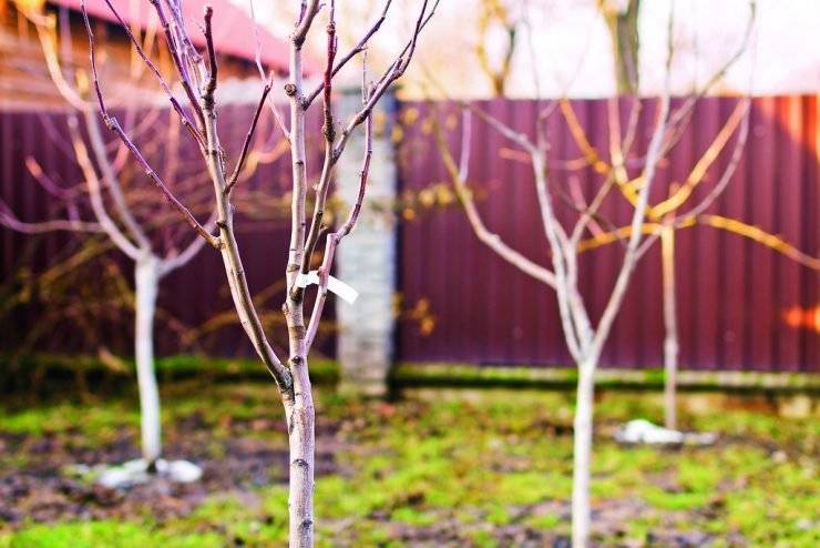 Ve čtvrtek 12.3.2026 vám firma Ludes z Třebíče nabídne výpěstky českých šlechtitelů. Prodej proběhne od 11:00 do 11:30 před prodejnou. Ovocné stromky a drobné ovoce: jabloně, hrušně, asijská hrušeň, třešeň, višeň, meruňky, švestky,  ryngle, broskve, černý jeřáb stromek, sloupové jabloně, angrešt, rybíz, maliny, ostružiny, Rakytník řešetlákový (včetně samců), Muchovník (indiánská borůvka), Goji (Kustovnice čínská) a Růže velkokvěté - velký výběr, prostokořené.