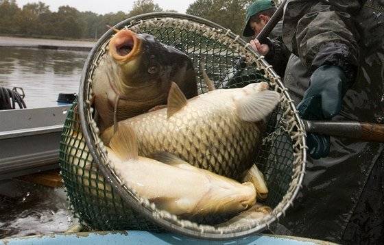 Petr Kolouch nabízí k prodeji 2-3 kilové kapry za cenu 70,- za kilo z vlastního chovu s možností dovozu do Nových Dvorů. Zájemci volejte 737518095.