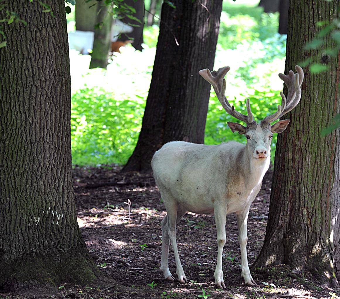 Správa Panství Žehušice a.s. hledá do svého týmu kolegu na pozici: Traktorista a lesní dělník.