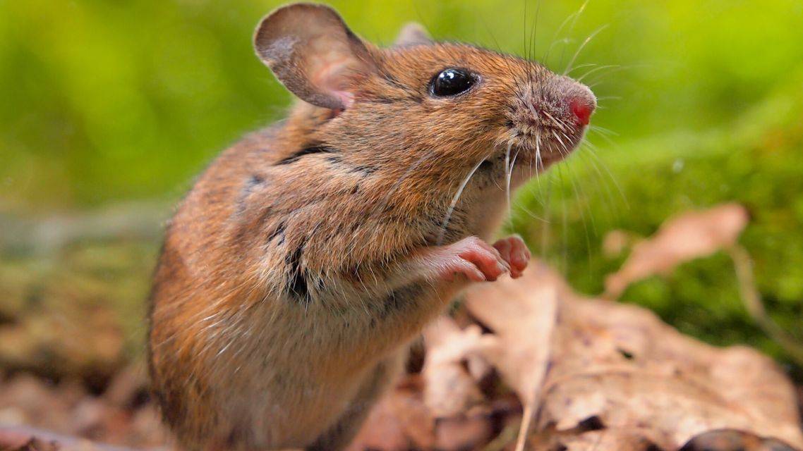 Výzva na vykonanie jarnej celoplošnej deratizácie v období od 23.03.2026 do 18.05.2026