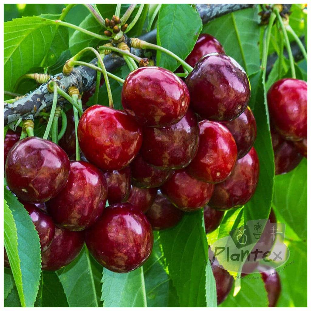 Firma JUKKA bude prodávat stromky k jarní výsadbě