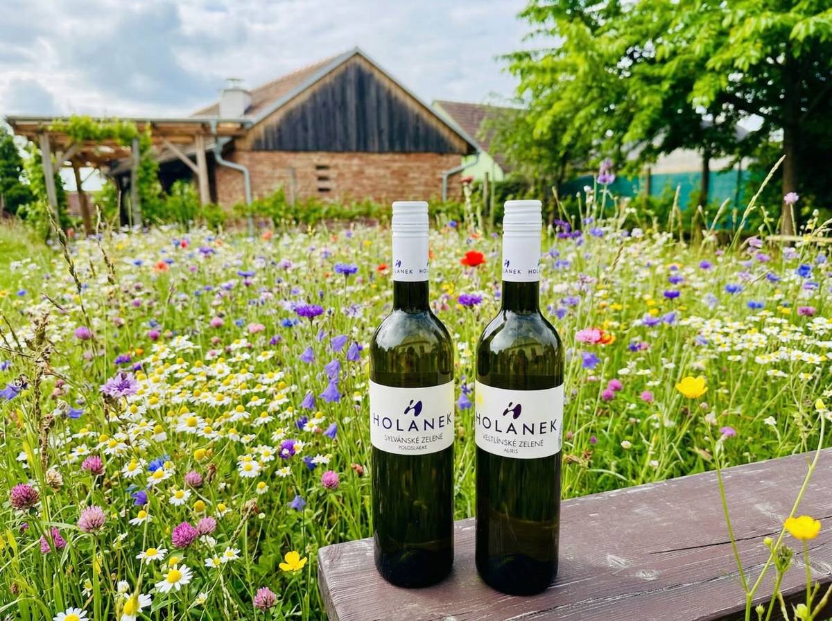 Vinařství Holánek přijede v pátek 13.3.2026 s pojízdnou vinotékou. Tento týden přiveze vinařství Holánek v akci Velikonoční kartony, sušší za 860 Kč, sladší za 885 Kč, polosladké Sylvánské zelené za 160 Kč, suché Veltlínské zelené za 120 Kč, vína sudová 80-90 Kč/litr, vína lahvová výběr z hroznů, pozdní sběr 150-250 Kč.   Vinotéka bude stát od 12:35  do  12:55 před kulturním domem.