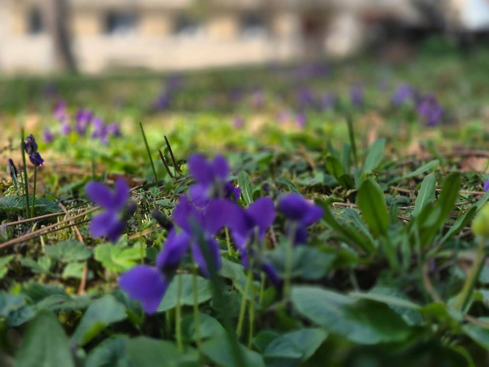 Mezinárodní den žen jsme si připomněli milým setkáním a malou sladkou pozorností. Ředitel zařízení Bc. Dušan Zapletal osobně navštívil všechny naše klientky, aby jim popřál k jejich svátku a předal drobnou sladkou odměnu.
