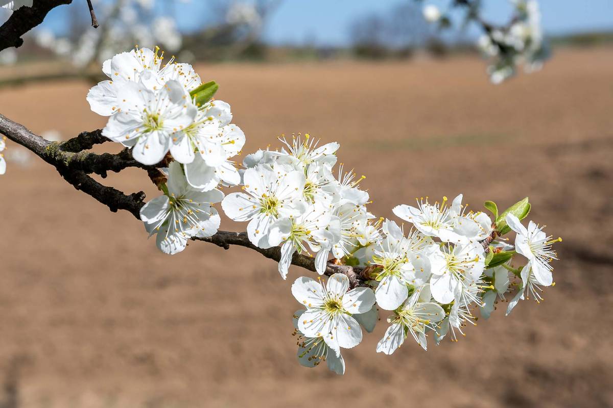 v úterý 17. března 2026  v čase  9.30 – 10.00 hodin u restaurace v obci Břestek následující stromky k jarní výsadbě. Jabloně a jabloně sloupovité, hrušně a hrušně sloupovité i zakrslé, meruňky i sloupovitě zapěstovatelné a kompaktní, nektarinky, nektarinky zakrslé, broskvoně, broskvoně zakrslé, rezistentní švestky vhodné i na pálení, švestkomeruňky, ryngle modré, durancie, třešně, višně, višně