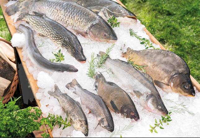 Prodej - Rybářství Dujsík 12.3.2026