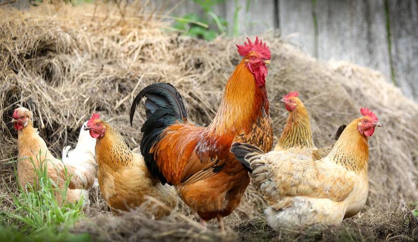 bude v úterý 17. března ve 13:30 hodin na Zámečku prodávat: mladé kuřice a kohouty, krmivo pro drůbež a králíky, vitamínové doplňky a dále pak bude vykupovat králičí kožky - cena 10 Kč/ks.