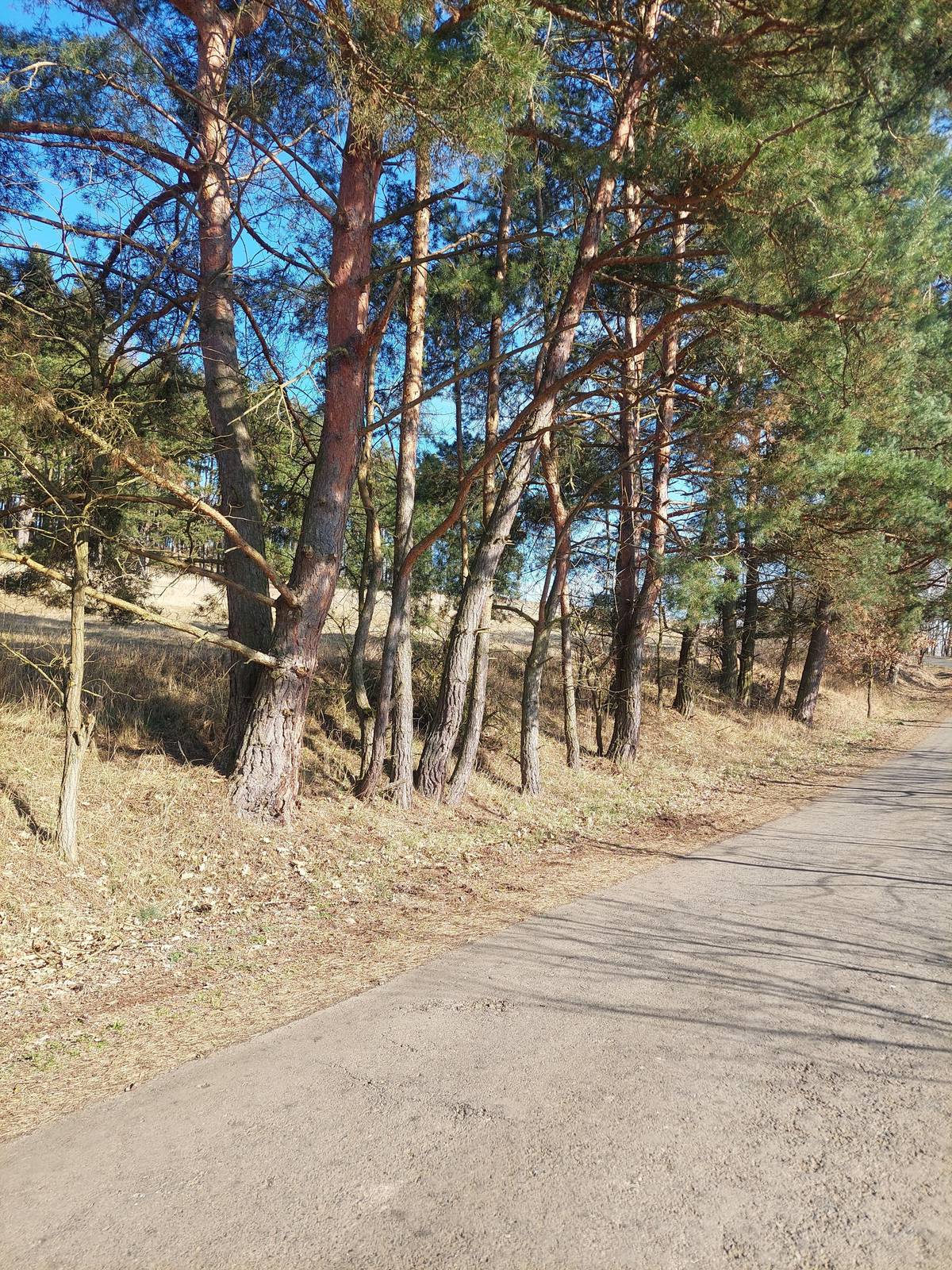 V průběhu dnešního dne bude zahájeno kácení borovic podél místní komunikace Prostiboř – Telice. Důvodem kácení je poškozování vozovky kořenovým systémem stromů, který způsobuje nadzvedávání a praskání asfaltového povrchu. Kácení probíhá na základě rozhodnutí Obecního úřadu Prostiboř. Stromy budou káceny směrem na přilehlou louku a následně přetaženy traktorem mimo komunikaci, aby nedocházelo k blokování silnice. Přesto prosíme řidiče i chodce o zvýšenou opatrnost při průjezdu a pohybu v místě prací. Mezi stávajícími borovicemi se již přirozeně objevují mladé duby, které po odstranění některých borovic získají více prostoru pro další růst. V roce 2025 obec zahájila první etapu revitalizace aleje podél komunikace, která zahrnovala ošetřování stromů a dosazování nových dřevin. V letošním roce bude obec v revitalizaci aleje pokračovat další etapou. Cílem je zachovat doprovodnou zeleň komunikace a zároveň zajistit bezpečnost provozu i dlouhodobou stabilitu stromového porostu. Děkujeme za pochopení.