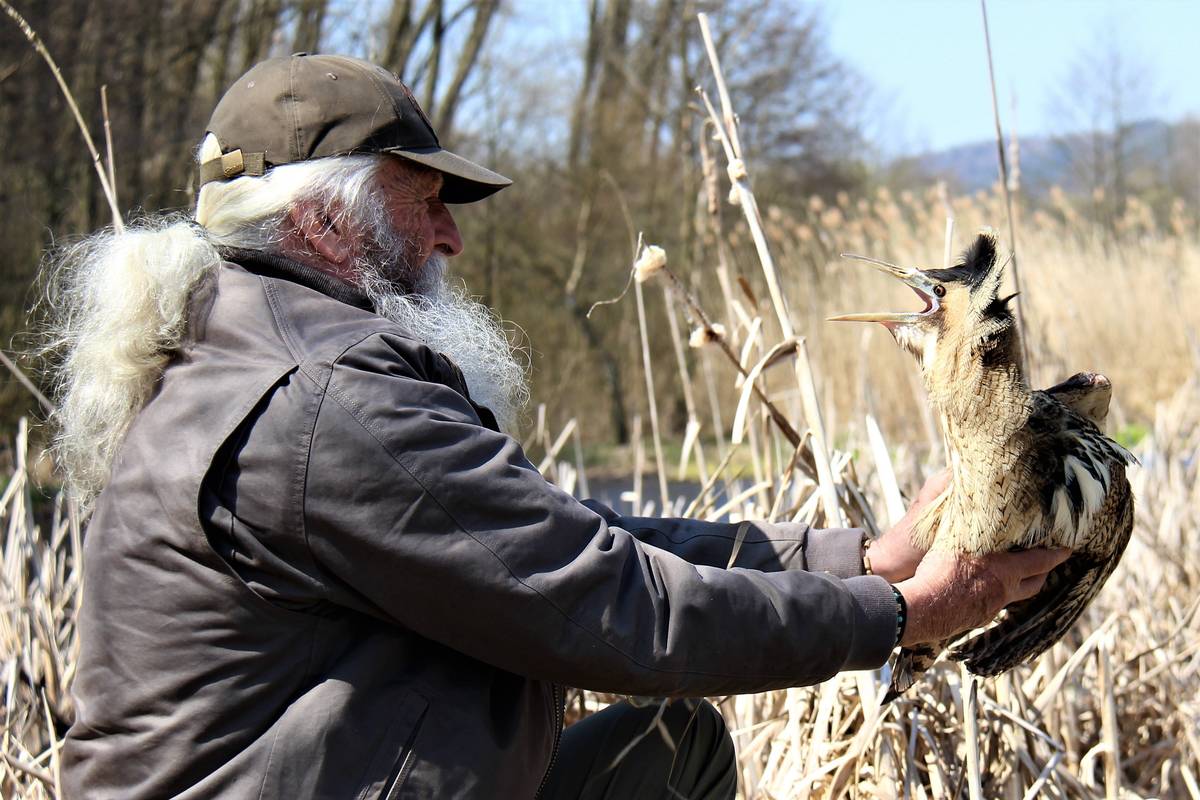 CHODOV (10. 3. 2026) - Chodov pokračuje v podpoře zařízeních, které pečují o handicapovaná nebo opuštěná zvířata. V letošním roce zaslala radnice finanční dar ve výši 5 000 korun útulku pro zvířata Macík v Ostrově, se kterým spolupracuje. Vedle útulků město dlouhodobě spolupracuje také se záchrannou stanicí Drosera v Bublavě, která se specializuje na péči o zraněné a handicapované volně žijící živočichy. Do její péče se z Chodova dostalo už několik zvířat, která potřebovala odbornou pomoc. Jedním z nejzajímavějších případů byl vzácný bukač velký, kterého v roce 2021 našel jeden z obyvatel Chodova zcela vysíleného v zasněžených ulicích města. Po zotavení v bublavské stanici se vzácný pták mohl vrátit zpět do přírody – pracovníci Drosery jej vypustili u vodní nádrže nedaleko Chodova. V minulosti si stanice převzala také čápa, který se ve městě vážně zranil na komíně v areálu bývalého Drobného zboží.
