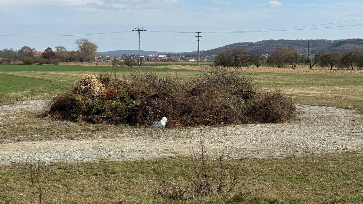 Vážení spoluobčané, abychom dle loňské novely zákona o pálení bioodpadu mohli vůbec uspořádat “pálení čarodějnic”, musí být zaručeno, že v hranici bude pouze čisté dřevo bez ostatního bio i normálního odpadu. Vzhledem k tomu, že někteří tato pravidla nerespektují a vyklopí na čarodějnice cokoliv, jen aby se to hozbavili, bude závora otevřena pouze pro větší množství větví a po předchozí domluvě. Jinak prosím využívejte nadále kontejnery ve dvoře. Děkujeme za pochopení. OÚ