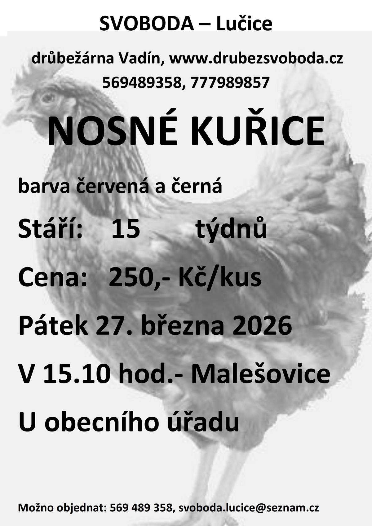 bude prodávat v pátek 27. března 2026 v 15:10 hodin u OÚ     nosné kuřice, stáří 15 týdnů, cena 250,- Kč/kus, barva červená-Isa brown a černá-Morávia