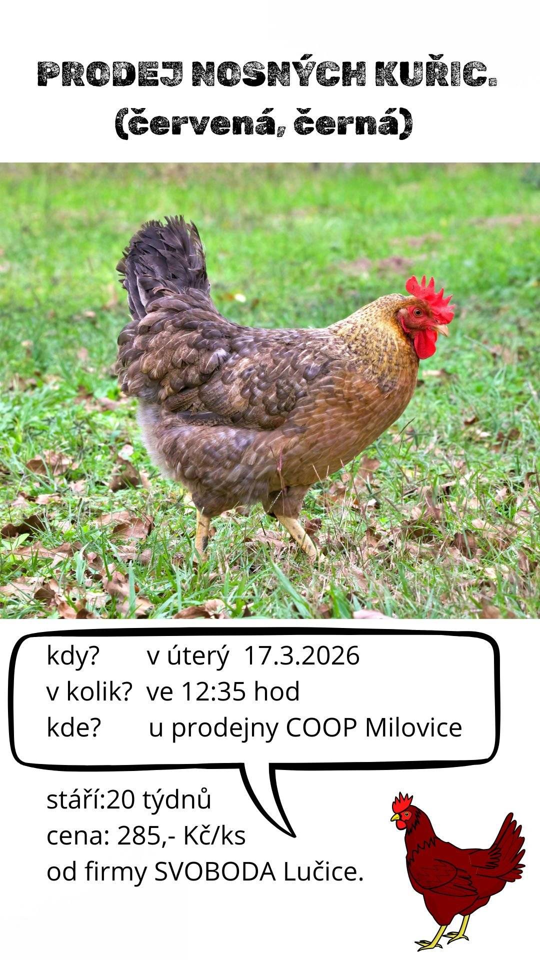 V úterý 17.3.2026 ve 12:35 hodin proběhne prodej nosných kuřic.🐔