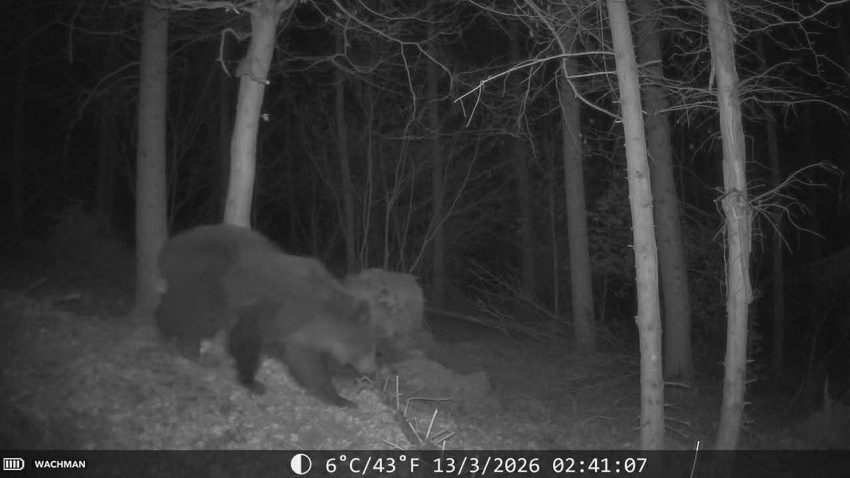 Vážení občania upozorňujeme vás, že na vyššných Berezinoch bol videný medveď.