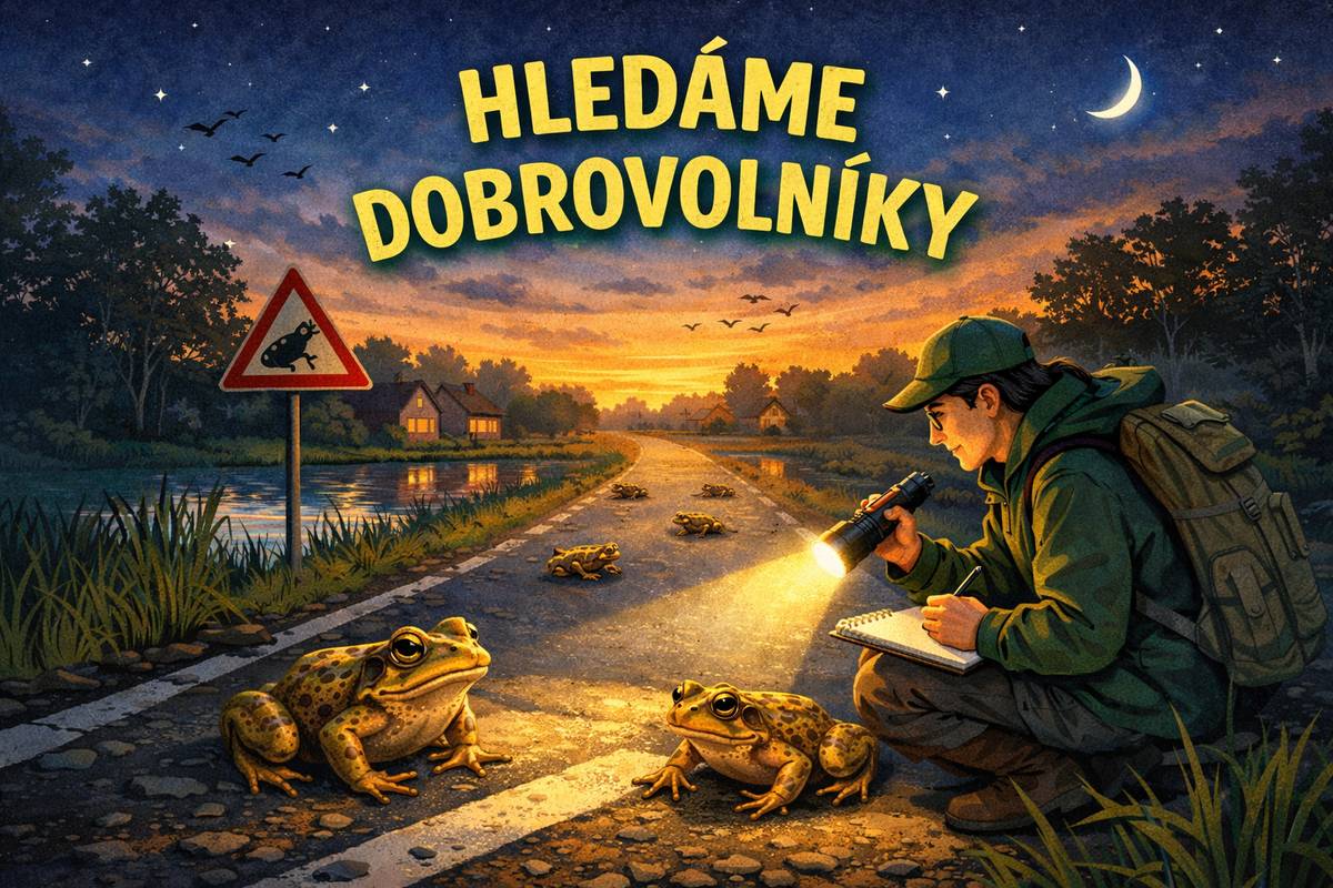 Agenda životního prostředí MěÚ Rychvald se letos chystá zmapovat jarní migraci obojživelníků, kteří každoročně přecházejí přes místní komunikaci ul. Stromořadí mezi vodními plochami. Jedná se o krátký úsek přibližně 30 metrů mezi domy č. p. 311 a č. p. 1701, kde při přesunu za rozmnožováním dochází k jejich úhynu vlivem silničního provozu. Migrace obojživelníků probíhá zpravidla v průběhu měsíce března (někdy až do dubna) a je silně závislá na počasí. Nejčastěji k ní dochází při vlhkém počasí nebo dešti a při nočních teplotách nad 5 °C. Abychom mohli v příštích letech připravit účinná ochranná opatření, potřebujeme letos získat základní informace o průběhu migrace. Jak se mohou občané zapojit? Hledáme dobrovolníky, kteří by byli ochotni:  projít uvedený úsek komunikace v období jarní migrace, pozorovat výskyt obojživelníků, vyplnit jednoduchý záznam o pozorování, a předat záznam agendě životního prostředí MěÚ Rychvald.  Pozorování je vhodné provádět zejména večer, kdy je aktivita obojživelníků nejvyšší. Proč je to důležité? Obojživelníci patří mezi významné a často zvláště chráněné živočichy. Díky vašim pozorováním bude možné:  zjistit přesný průběh migrační trasy, odhadnout počet migrujících jedinců, připravit opatření, která mohou v budoucnu výrazně snížit jejich úhyn.  Pokud máte chuť zapojit se do ochrany volně žijících živočichů v Rychvaldu, budeme rádi za každé pozorování. V případě dotazů k pozorování, nebo informacím k záznamům, kontaktuje agendu životního prostředí MěÚ Rychvald (Jana Vehovská, tel.: 705 894 531, vehovska@rychvald.cz). Vyplněné záznamy je rovněž možné odevzdat osobně v kanceláři č. 001 MěÚ Rychvald, nebo do poštovní schránky umístěné u zadního vchodu do budovy MěÚ Rychvald. V případě, že víte o jiné lokalitě v našem městě, kde pravidelně migrace žab probíhá, neváhejte provést pozorování a záznam této lokality. Děkujeme všem dobrovolníkům.