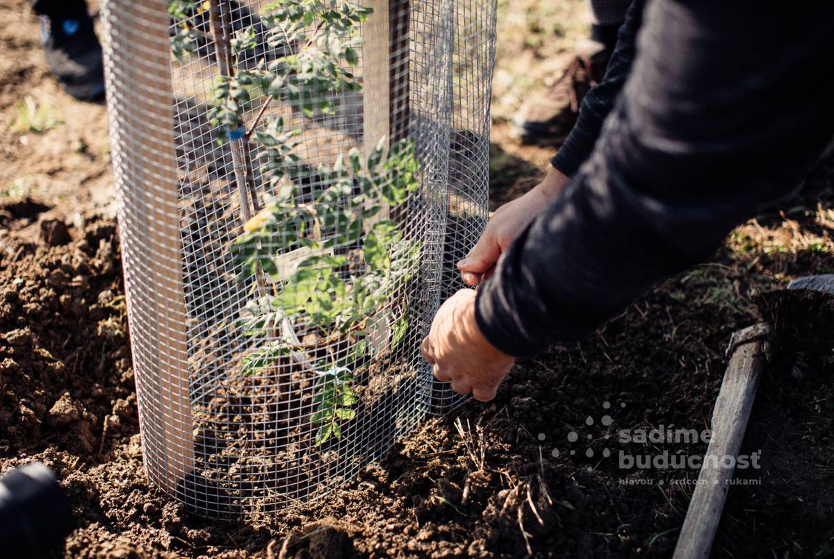 Vážení občania,  pridajte sa k nám v sobotu 28.marca 2026 o 10.00 hod. na chodníku do Klíže, kde budeme sadiť stromy v rámci grantového programu Sadíme budúcnosť. Táto výsadba bude realizovaná vďaka finančnej podpore Nadácie Ekopolis a spoločnosti Starbukcs, partnerov podujatia.  Ponúkame adopciu stromov občanom a rodinám, ktorí si svoj strom zasadia a následne mu budú poskytovať starostlivosť. Záujemcovia o adopciu stromu sa môžu prihlásiť prostredníctvom e-mailu: beckov@obec-beckov.sk, v ktorom uvedú meno a priezvisko, adresu a telefonický kontakt.