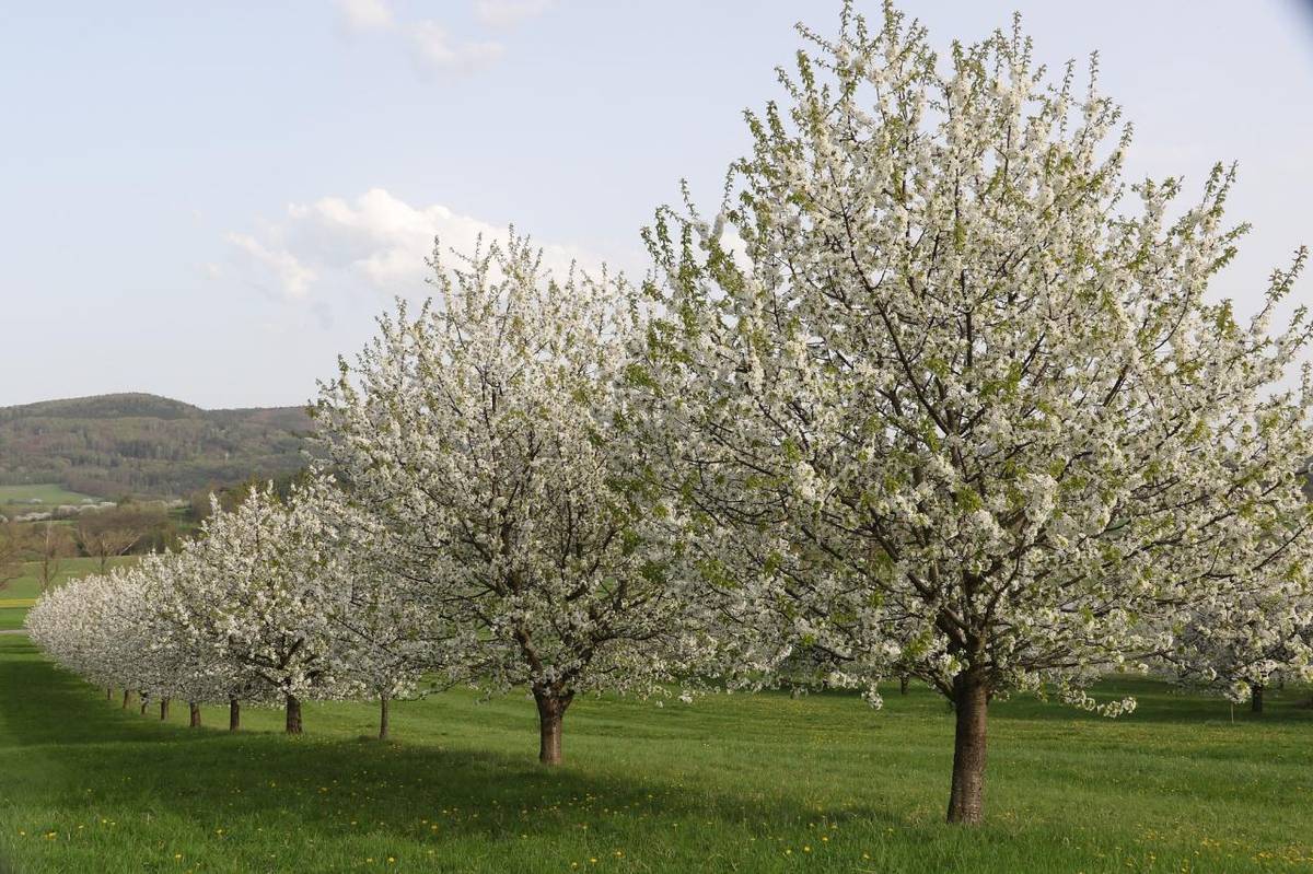 Firma Ludes z Třebíče bude v pátek 13. 3. 2026 nabízet výpěstky českých šlechtitelů.