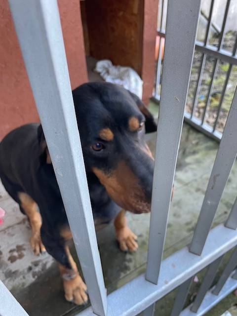 Město Zbiroh informuje o nálezu středně velkého psa, pravděpodobně křížence. Pes je hnědo-černé barvy a momentálně je umístěn v odchytovém boxu na adrese č.p. 123. Majitel může kontaktovat pracovníka města na telefonním čísle 605 758 601.