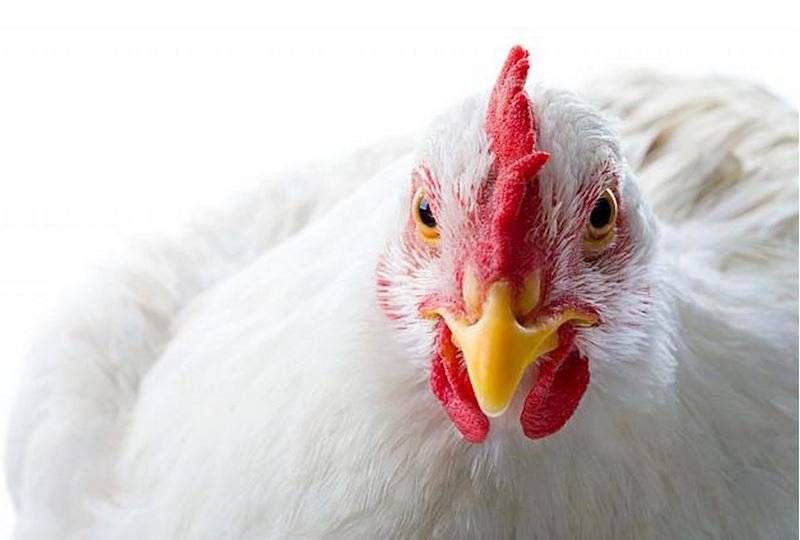 ..prodává 20.3.2026 ve 12:30 hod u OÚ, nosné kuřice před snůškou stáří 16 týdnů, cena 245 Kč za kus, barva hnědá, černá, bílá susexová a kropenatá. Objednávky tel. 777 556 036 (viz leták příloha)