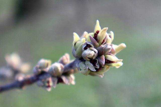 V příloze zasílám článeček k ochraně a řezu ovocných dřevin na zahrádce.  S pozdravem  Ing. Jaromír Čepička