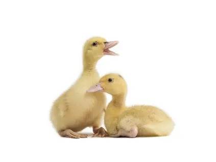 Firma Gazda Bohumín nabízí:  nosné kuřice více barev, vitamíny a doplňky pro drůbež.  Rozvoz se uskuteční v pátek 20. března v 10:00 u obecního úřadu. Případné objednávky na telefonech 602 715 811 a 730 897 979 nebo na www.prodejdrubeze.cz.