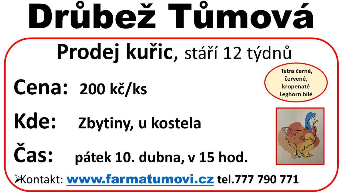 Prodej kuřic, stáří 12 týdnů