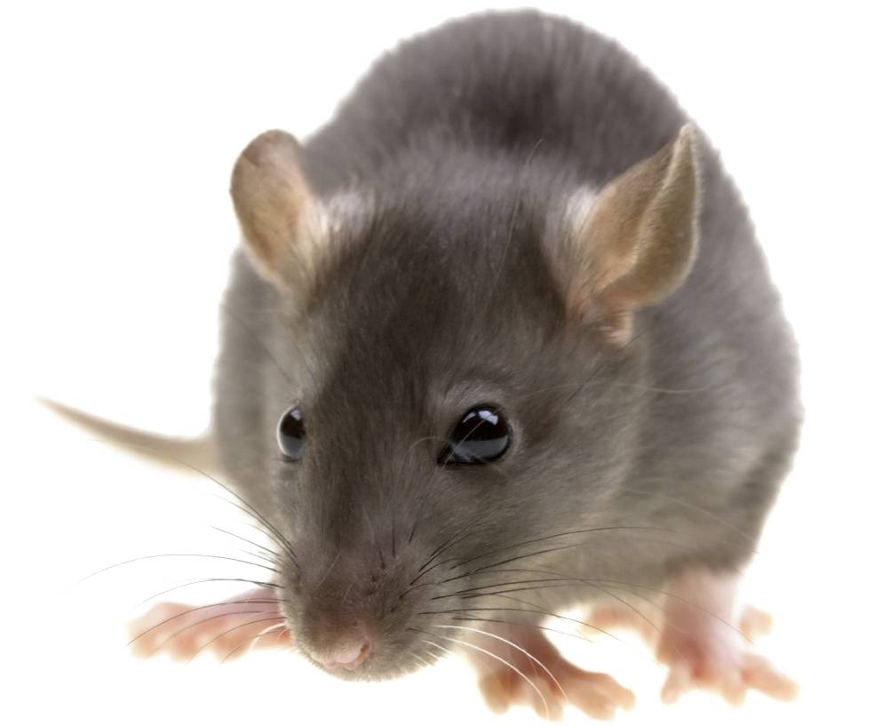 Ve dnech 19. 23. a 27. 3. ve 13 hodin, bude prováděna celoplošná deratizace na Provodově.