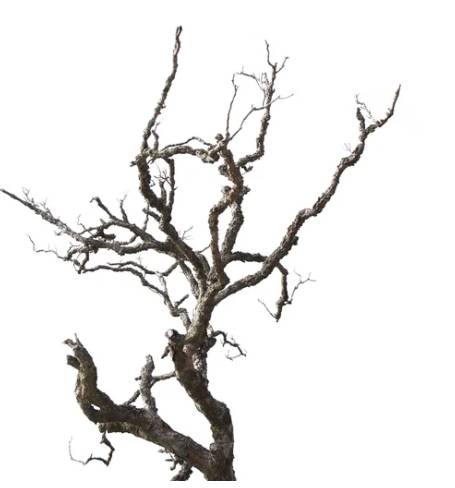 V sobotu 21.03. 2026 od 9.00 hod do 11.00 hod bude možné odložit bioodpad v prostoru u ČOV v Křinci. Odložit lze větve do průměru 10 cm.