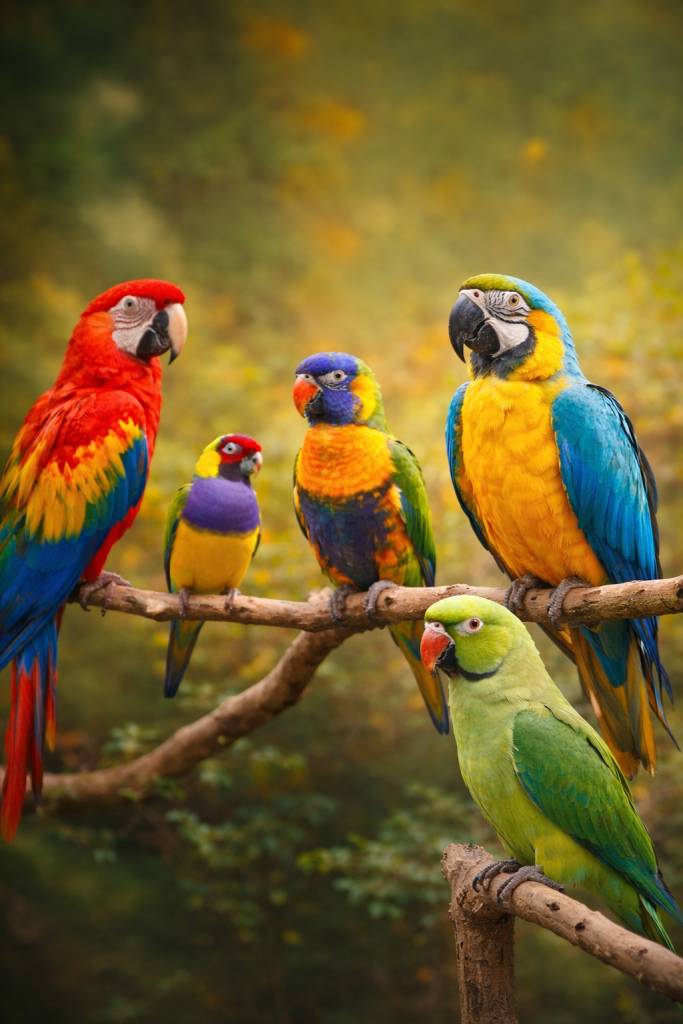 Spolek českého svazu chovatelů vás zve na 2. ročník výstavy exotického ptactva. Výstava se koná 21. - 22. března v prostorách kulturního domu Slavonice. Otevřeno pro veřejnost v sobotu od 10:00 do 17:00 h a v neděli od 9:00 do 15:00 h.