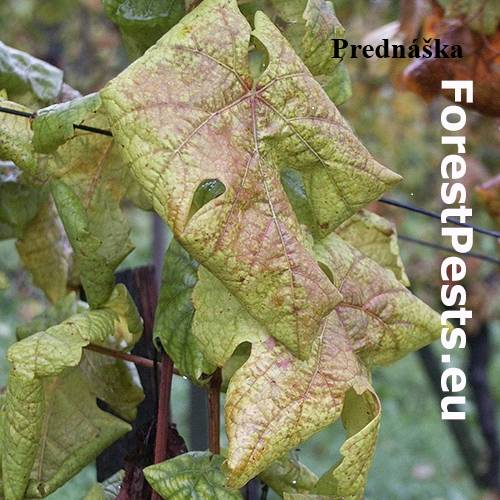 Dňa 22.03.2026 o 16:00 hod. sa v budove KD v Lehote uskutoční prednáška riešenia problematiky zlaté žltnutie viniča. Prednáška je určená pre všetkých členov vinárskeho spolku a majiteľov viníc v katastrálnom území obce Lehota.