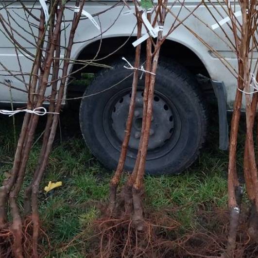 Pojízdná prodejna nabídne sortiment ovocných stromků a drobného ovoce. Prodej proběhne na nám. Draha v neděli 29.3. v čase 16:55–17:05.