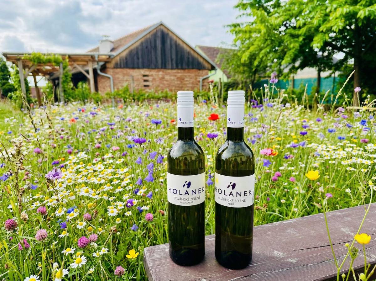 „Vinařství Holánek přijede v pátek (20. 3.) s pojízdnou vinotékou. Vinotéka bude stát od 19:10 do 19:30 u obecního úřadu – Kateřinice 127.“