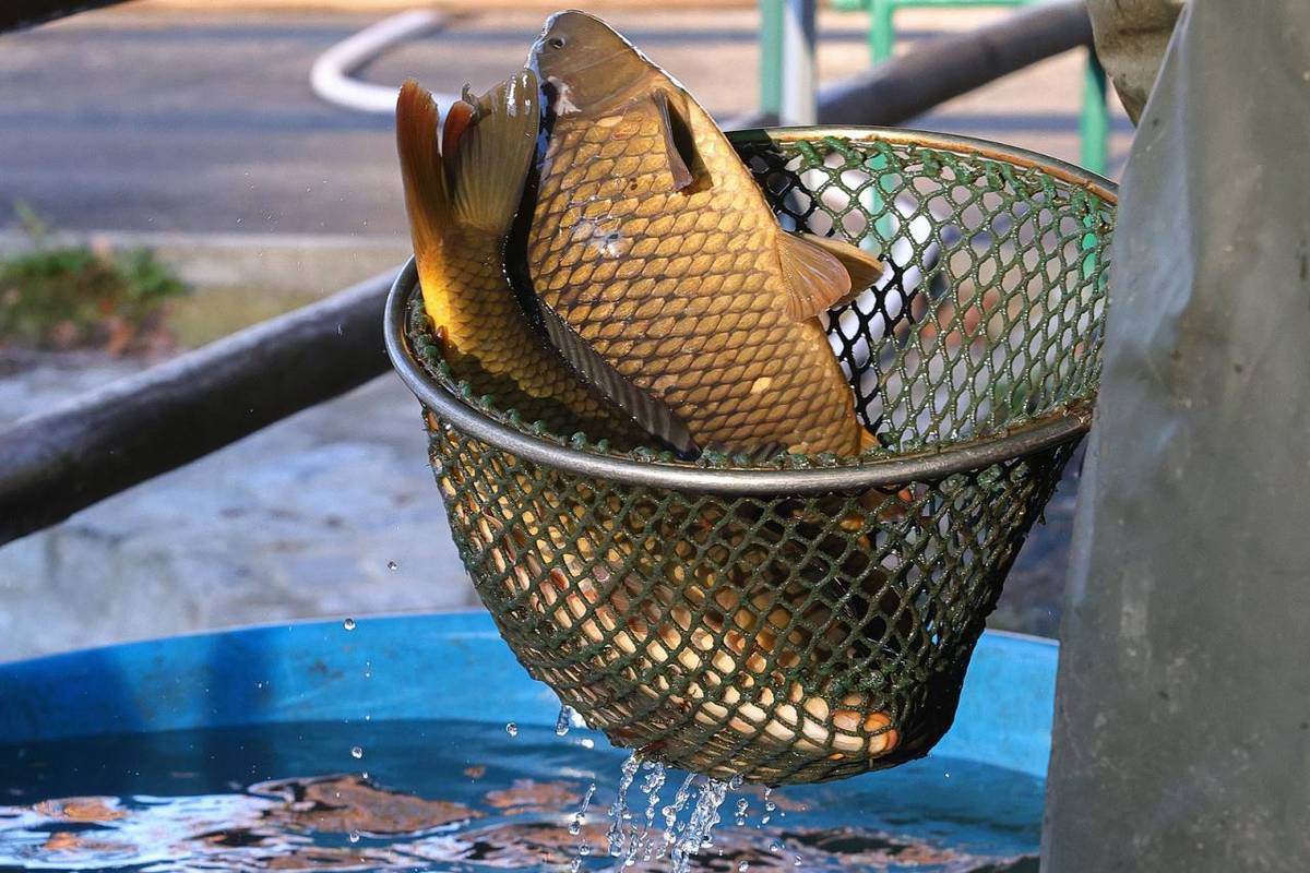 Nabídka ryb na velikonoční svátky - Bantice