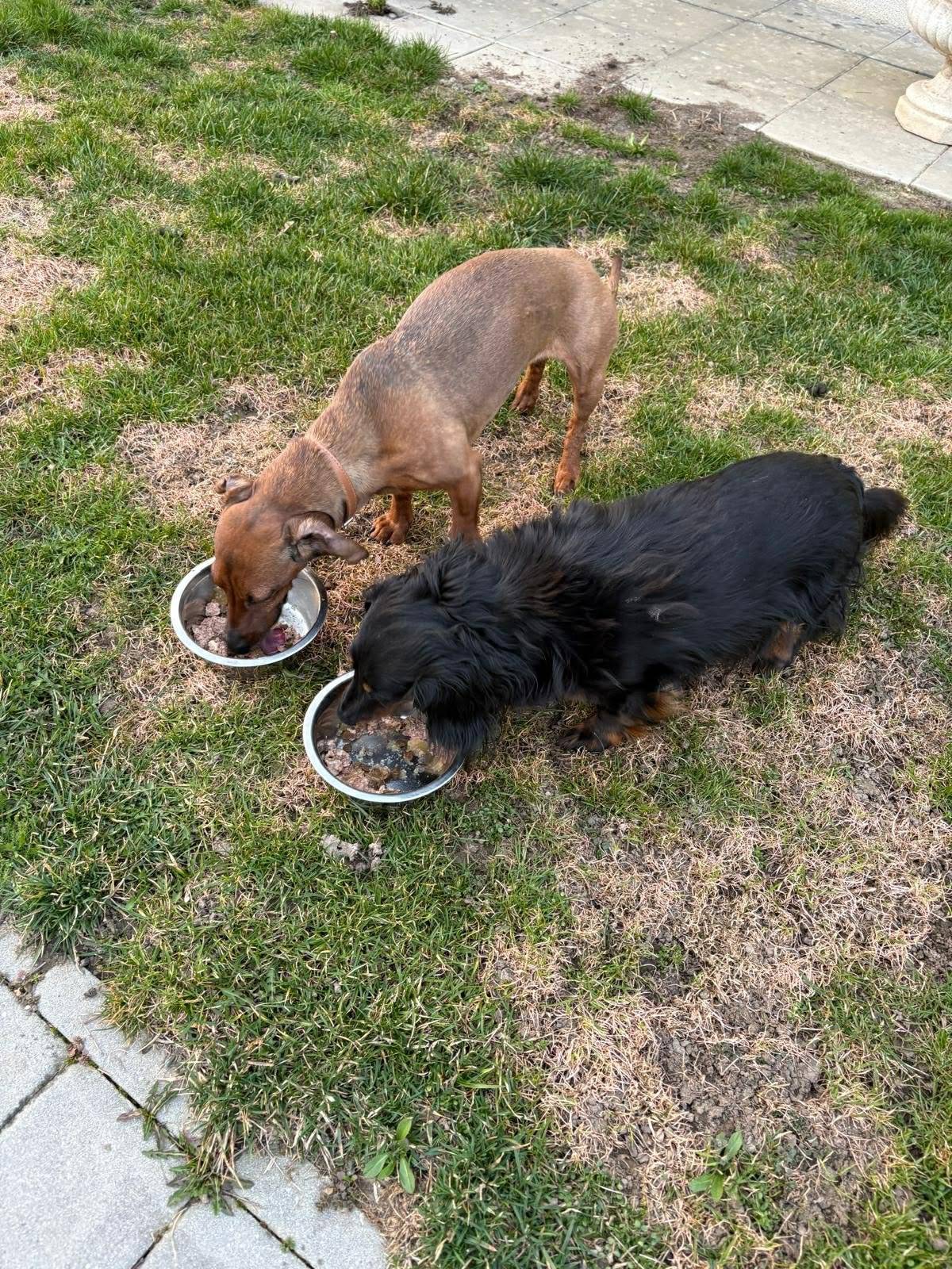 Hledáme společný domov pro dvě fenky jezevčíků. Nejsou čistokrevné, ale o to jsou milejší. Jejich pán umřel před 4 lety a panička je v LDN. Obě fenky jsou kastrované, zdravé, dovedou žít v bytě i na zahradě. Jsou čistotné. Fence Báře ( to je ta hnědá) je 8 let a fence Pídě (té černé) je 9 let. V současné době je chodí krmit střídavě soucitní lidé, kteří však nemají možnost si je k sobě vzít na trvalo. Fenky se většinou pohybovaly  jen na zahradě se svými pány a občasnými návštěvami. Potřebovaly by stálý domov s laskavými lidmi, kterým by mohly dělat radost. Pokud byste o někom věděli, ozvěte se prosím na telefon 602298985 , a nebo pošlete e-mail na adresu janaj.jns@gmail.com. Prosím o případné sdílení.