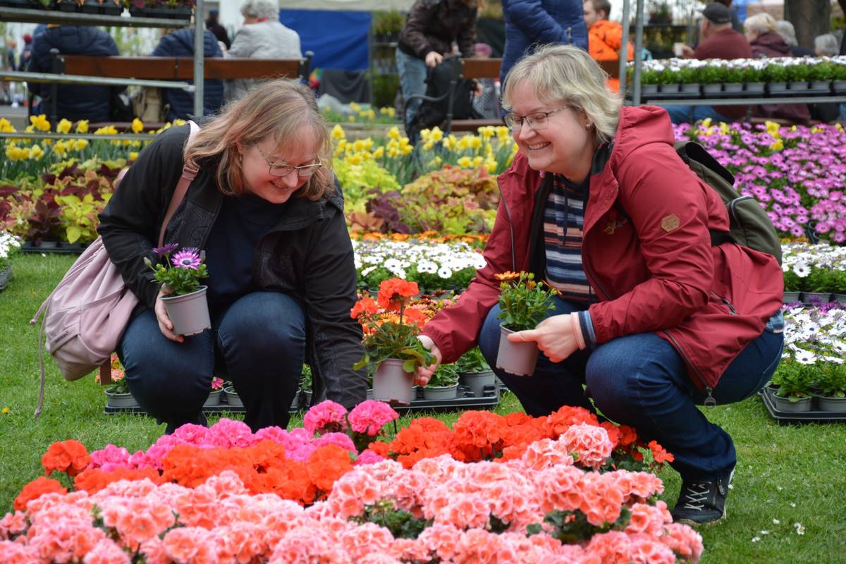 Od 8. do 12. dubna se výstaviště Zahrada Čech v Litoměřicích promění v centrum jarní inspirace. Tržnice Zahrady Čech zahájí novou výstavnickou sezónu a nabídne pět dní plných barev, vůní, nápadů i zážitků pro zahrádkáře, chalupáře, kutily i milovníky krásného bydlení. Předprodej vstupenek již běží.  Návštěvníky čeká vše, co k jaru patří – od první sadby přes rozkvetlé květiny až po zahradní techniku, nábytek, přírodní produkty i dobroty. Nebude chybět ani bohatý kulturní program. Jarní etapa Zahrady Čech každoročně přináší široký sortiment pro dům i zahradu jako sazenice, cibuloviny, okrasné i užitkové rostliny, nářadí, techniku, hnojiva, postřiky i stylové doplňky. Je to místo, kde si lze naplánovat celou sezónu a zároveň pořídit vše potřebné na jednom místě. Ať už je cílem nová bylinková zahrádka, rozkvetlý záhon nebo útulný kout na terase, výstava nabídne inspiraci i konkrétní řešení. Každý den po celou dobu konání výstavy se uskuteční oblíbené jarní floristické workshopy, během nichž si účastníci pod vedením zkušených floristů vyzkoušejí výrobu sezónních dekorací, věnců na dveře nebo originálních aranžmá na stůl. Workshopy nabídnou prostor pro tvoření i příjemné zpomalení a zájemci si z nich odnesou nejen vlastní výrobek, ale i radost ze samotného procesu. Hlavním lákadlem letošního ročníku bude zážitková expozice „Voňavý příběh“ v pavilonu A, která návštěvníkům nabídne jedinečnou smyslovou cestu. Instalace začne stylizovanou kavárnou, tedy místem pro zastavení, nadechnutí a naladění. Odtud povede trasa do čtyř pokojíčků, z nichž každý propojí výraznou vůni s barvou a emocí. Žlutý pokoj nabídne svěží citron a příval energie, červený elegantní růži a jemnost, zelenošedý čistý eukalyptus a klidnou svěžest a fialový uklidňující levanduli a pocit pohody. „Expozice „Voňavý příběh“ je koncipována jako zážitek, který si lidé odnesou především skrze vlastní vnímání. Mohou si vybrat pokoj podle nálady, nebo projít všechny a nechat se překvapit, jak výrazně dokáže vůně proměnit atmosféru,“ uvedla ředitelka Městských kulturních zařízení Litoměřice Michaela Mokrá. Letošní rok je pro Zahradu Čech výjimečný také tím, že podzimní veletrh slaví 50. výročí. Symbolické velkoformátové číslice „50“ se objeví už během jarní Tržnice ZČ jako putující prvek celé sezóny. Návštěvníci se navíc budou moci aktivně zapojit a společně je dotvořit květinami, čímž zanechají v jubilejním ročníku osobní stopu. „Jubileum chceme připomínat během celé sezóny. Tržnice Zahrady Čech otevírá výstavní rok, a proto oslavy začnou právě tady. Díky zapojení návštěvníků ponese letošní výročí i jejich příběh,“ doplnila Michaela Mokrá. Zvýhodněné vstupné je již nyní k dispozici online. Více informací a předprodej vstupenek jsou dostupné na webu www.mkz-ltm.cz. Tisková zpráva Městských kulturních zařízení, zpracovala: Aneta Břeňová, PR manažer