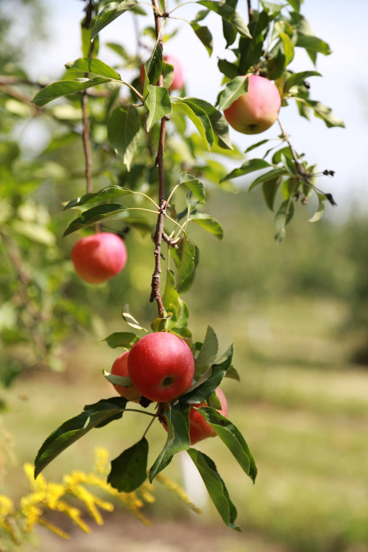 KDY: 25. března 2026 od 12.00 hodin (cca. do 12:30) KDE: U Obecního úřadu Lázně Libverda   K prodeji na místě budou: letní i zimní JABLONĚ A HRUŠKY, pozdní i ranné MERUŇKY,  odolné BROSKVE A NEKTARINKY,   ŠVESTKY klasické, velkoplodé i vhodné k pálení, VIŠNĚ a TŘEŠNĚ srdcovky, různé druhy RYBÍZŮ,  rezistentní ANGREŠT i ANGREŠT bez bodláků, velkoplodé RYNGLE a BLUMY, a KANADSKÉ BORŮVKY     Ovocné stromky a keře jsou určeny pro jarní výsadbu ve vaší oblasti. Součástí prodeje je i odborné poradenství. Ceny od 50 do 270 Kč za kus.