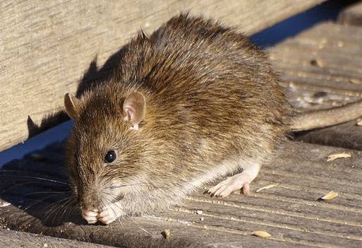 Od 1. do 30. dubna 2026 je na území statutárního města Havířova obecně závaznou vyhláškou nařízena celoplošná speciální ochranná deratizace z důvodu zvýšeného výskytu potkanů.  Do této deratizace by se měli povinně zapojit všichni vlastníci nemovitostí ve městě. Odbor komunálních služeb zajistí deratizaci ploch veřejných prostranství v majetku statutárního města Havířova.  Odbor komunálních služeb https://havirov-city.cz/aktuality/dubnu-je-narizena-specialni-ochranna-deratizace