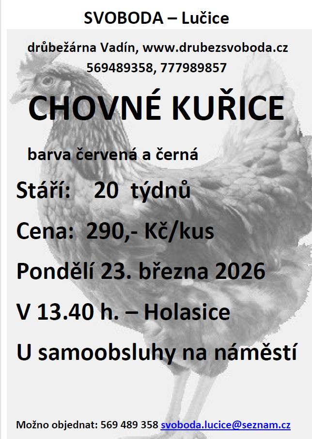 Chovné kuřice prodej 23.3.2026 13:40 u samoobsluhy.