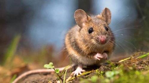 V úterý 24.03.2026 v době 17.00-18.00 hod. za budovou úřadu se uskuteční výdej návnady na potkany. Žádáme občany, aby se dostavili v hojném počtu, neboť jen tak se nám všem podaří provést celoplošnou deratizaci obce.