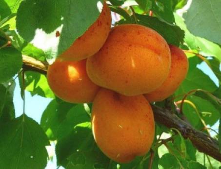 Frma Kohaplant, predajca ovocných drevín, kríkov, drobného ovocia a ruží, navštívi našu obec, kde bude ponúkať stromčeky na jarnú výsadbu. V ponuke budú aj neskoré odrody so zvýšenou odolnosťou proti mrazom. Predávať sa budú: marhule, čerešne srdcovky, jablone, broskyne, nektarínky, hrušky, slivky, ringloty, višne, orechy, moruše, dule, liesky, egreše odolné voči múčnatke, ríbezle, čučoriedky kanadské, čučoriedky alijašské - indiánske, vinič a ruže rôznych farieb. Špeciálna akcia: Ruže len za 3,90 EUR! Nezmeškajte túto výhodnú ponuku.V ponuke bude aj hnojivo na podporu rastu a ujateľnosti rastlín. Uvedený tovar si môžu občania prísť zakúpiť dňa :19.03.2026 V čase :14:40 , námestie Bošáca. Predaj sa uskutoční z auta .