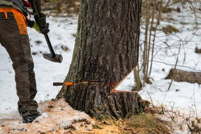 Během pátku a soboty bude u Liběchovky probíhat kácení rizikových dřevin. Dbejte prosím zvýšené opatrnosti v parku u zvoničky.