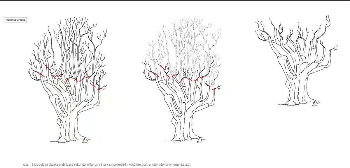 Dne 19. 3. 2026 proběhne v ulici Ratibořická, v úseku Ratibořická – Jívanská, odborné ošetření 20 javorů. Na stromech bude proveden stabilizační arboristický řez – S-SSK (stabilizace sekundární koruny) dle Standardu péče o přírodu a krajinu – Řez stromů SPPK A02 002:2025. Tento typ řezu se používá u stromů, u kterých v minulosti došlo k výraznému poškození. V důsledku toho může docházet k tvorbě přerostlé a méně stabilní sekundární koruny, kterou je nutné odborně stabilizovat. Zásah spočívá v intenzivní redukci přerostlých větví a úpravě struktury koruny, aby byla koruna stromu stabilnější a bezpečnější. Řez je prováděn na postranní větve nebo výhony tak, aby byla zachována další perspektiva stromu. Důvodem ošetření je zejména:  zajištění provozní bezpečnosti v parku i v ulici Ratibořická zlepšení zdravotního stavu stromů prodloužení životnosti javorů na jejich stanovišti  Stabilizační řez je dlouhodobé pěstební opatření, které je nutné v dalších letech průběžně vyhodnocovat a případně opakovat podle reakce stromů. Cílem zásahu je, aby stromy mohly v lokalitě bezpečně růst co nejdéle a nadále plnit svou krajinářskou, ekologickou i estetickou funkci. Pro lepší představu přikládáme ilustrační fotografii, která ukazuje, jak tento typ řezu přibližně vypadá. V daném úseku dbejte zvýšené opatrnosti. Děkujeme za pochopení a součinnost.
