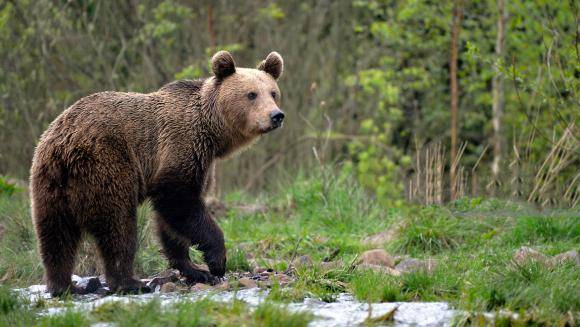 Vyhlásenie mimoriadnej situácie spôsobenej nežiaducim výskytom medveďa hnedého (Ursus arctos) vo vybraných okresoch Slovenskej republiky
