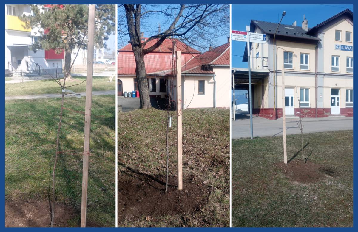 Mladé stromčeky pribudli vo viacerých lokalitách v meste a mestských častiach