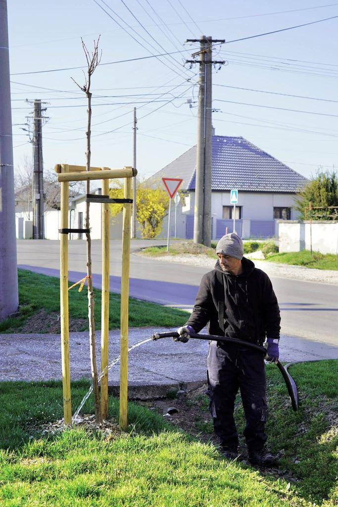 Nedávno sme vás informovali, že v meste bolo vysadených viac ako 1000 stromčekov. Aby sa dobre ujali a rástli, treba ich teraz pravidelne polievať. Gúta Service sa o ne stará, ale chceme poprosiť aj vás – ak máte strom pred domom, polejte ho občas, keď môžete.  Spolu pre zelenšie Kolárovo.