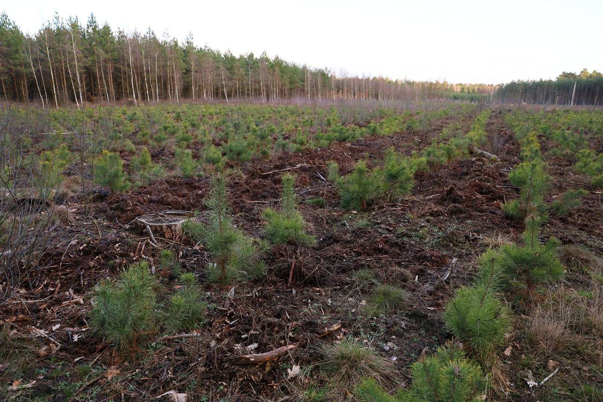 Firma JUKKA bude prodávat ve středu 25. března 2026  v čase  12.00 - 12.45 hodin  na náměstí v Kunštátě a v čase  13.00 - 13.30 hodin před obchodem v Újezdě následující stromky k jarní výsadbě. Jabloně a jabloně sloupovité, hrušně a hrušně sloupovité i zakrslé, meruňky i sloupovitě zapěstovatelné a kompaktní, nektarinky, nektarinky zakrslé, broskvoně, broskvoně zakrslé, rezistentní švestky vhodné i na pálení, švestkomeruňky, ryngle modré, durancie, třešně, višně, višně keřové, třešňovišně, kaki, mandloně, oskeruše, jedlé kaštany, olivy, vrby keřové i stromkové, moruše, lísky keřové, stromkové rezistentní angrešty, keřové a stromkové rybízy černé, červené a bílé, keřové josty, maliny červené, černé a žluté, malinoostružiny, ostružiny beztrnné, malinojahody, jahody i stáleplodící, rakytník, stolní vinnou révu bezsemennou i rezistentní, kanadské, indiánské a čukotské borůvky, brusinky, klikvu, samosprašné minikiwi a kiwi, aronie keřové, magnolie, rododendrony, stálozelené azalky, motýlí keře, čilimníky, šeříky keřové, mrazuodolné fíkovníky, pustoryl, albízie růžové granátová jablka, weigelie, hortenzie a jiné.
