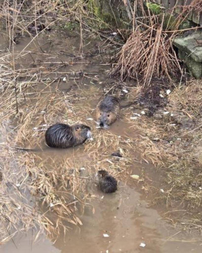 V katastru Jilemnice se v poslední době objevují nutrie, invazivní druh hlodavce původem z Jižní Ameriky. Žijí především u vodních toků a vodních ploch, kde si hloubí dlouhé nory. Tím mohou narušovat břehy, poškozovat kořeny stromů a okolní vegetaci.