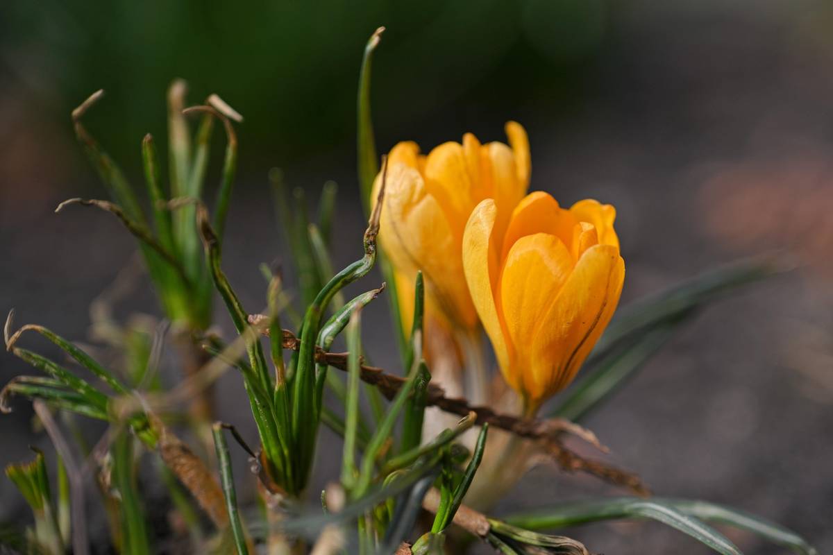Vážení spoluobčané, přejeme vám krásný první jarní den ☀️🌷😉!